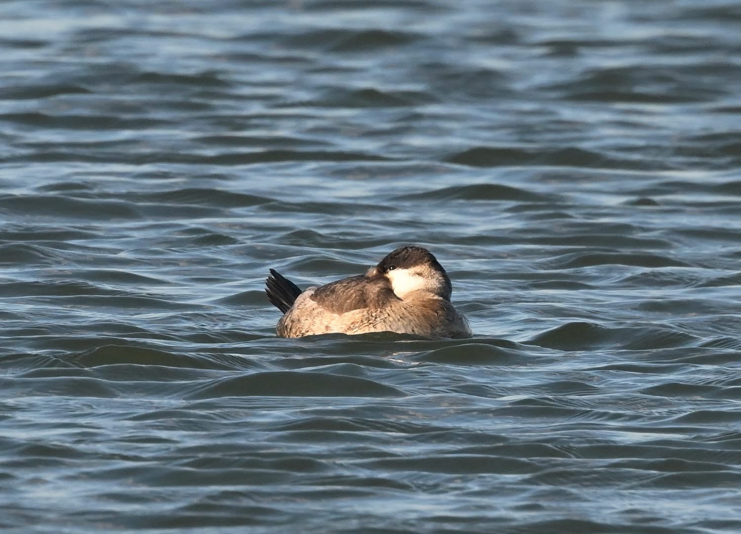 Ruddy_Duck_-_Russ_Blackman